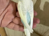 30 GÜNLÜK RENK GÜZELİ OĞLAN MUHABBET KUŞU