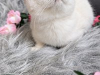 Muhteşem Kalite Sıfır Kulak Scottish Fold
