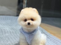 Ayıcık Surat Pomeranian Boo Yavrumuz