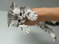 British shorthair yavru kedileri