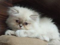 British Longhair Kedimiz