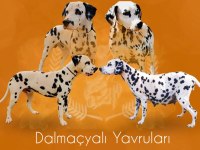 Irk Garantili Dalmaçyalı Yavruları