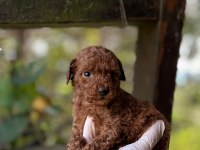 Red Brown Toy Poodle
