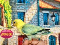 CENNET PAPAĞANI YAVRU (ÜST MUTASYON)