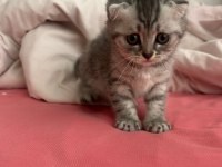 Show kalite WC eğitimli her renk scottish fold yavrularımız