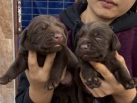 Labrador redriever sevimli yavrular ruhsatlı çiftlik 