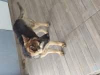 Merhabalar, 9 aylık dişi workline alman kurdu