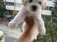 Maltese terrier yavrularımız
