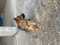 Orijinal şecereli k9 alman kurdu