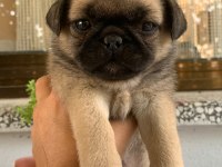 Teslime hazır Pug Mops Yavrularım 1 dişi 1 erkek