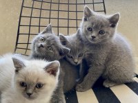 Uyguna sahiplendirilecek erkek yavrularım british shorthair