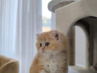Golden british longhair yavrularımız