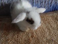 Teddy lop tavşanı yavrular mavi göz