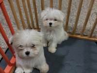 Maltipoo bebeklerim