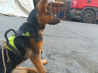 5 aylık safkan alman kurdu rex