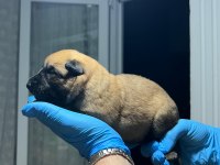 Şecere belgeli a kalite malinois yavruları