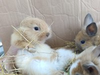 Fluffy dwarfs özel pofuduk cüce tavşanlarımız