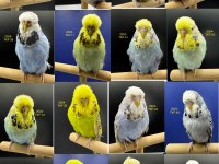 30 Adet Orta-Üst Vasıf Show Muhabbet Kuşlar