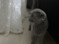 Scottish Fold kızımıza yuva arıyoruz