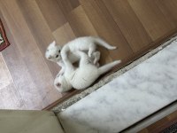 Toplam 3 adet kedimize yuva arıyoruz