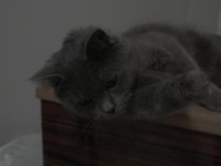 British Shorthair 1 Yaşında