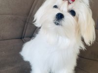 SAFKAN KORE DİŞİ TEACUP MALTESE 1.650 kg