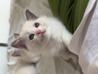 Ragdoll yavru kediler