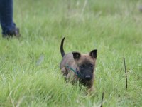 Mükemmel kan hattı ırk garantili şecereli malinois yavrular