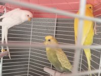 Muhabbet kuşu lutino albino bunlar takım diğeri erkek