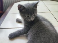 2 AYLIK SCOTTİSH STRAİGHT YAVRU KEDİM