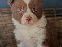 Border Collie Yavrular