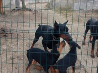 IRK VE SAĞLIK GARANTİ DOBERMAN YAVRULARIMIZ