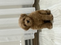 Yavru Poodle 2 Aylık