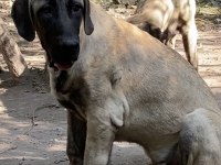 KÖPEĞİMİZİ SAHİPLENDİRİYORUZ