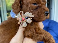 SAĞLIK VE IRK GARANTİLİ TOY POODLE