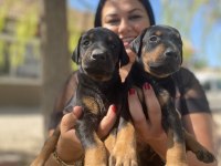King Doberman Yavrularım