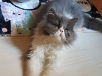 İran persian