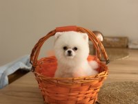 Teddy bear pomeranian yavrularımız