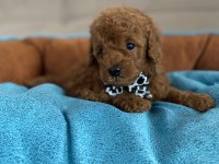 ANNE ALTINDAN TUVALET TERBİYELİ EN MİNİ BOY POODLE BEBEKLER