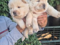 Chow chow bebeklerimiz