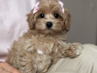 Güzeller Güzeli Maltipoo Yavrularımız