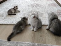 British longhair silver renk