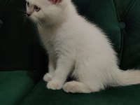 Sahibinden 55 günlük british shorthair