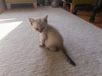 British shorthair yavru 1 mayıs doğumlu