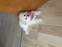 3 Aylık Köpeğimiz