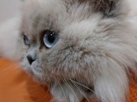 10 aylık dişi british longhair