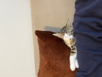 ÜCRETSİZ SAHİPLENDİRİLECEK EV KEDİSİ