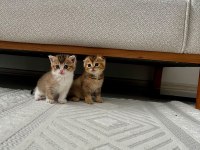 4 Tane Yavru British Shorthair 2 Silver 2 Golden