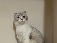 Mama karşılığı british shorthair