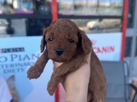 Anne Toy Poodle Baba Kore Poodle yavrular